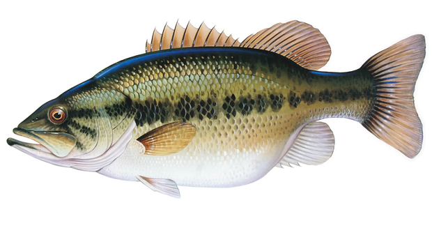 Largemouth bass head illustration