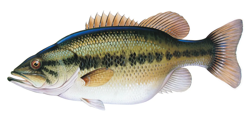 Largemouth bass head illustration