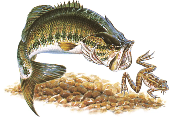 Largemouth bass swimming after a frog with a rocky river bed illustration