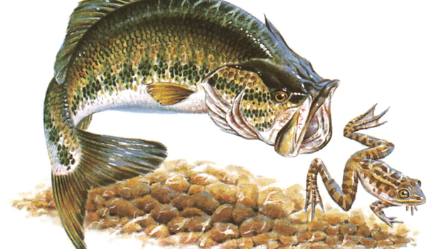 Largemouth bass swimming after a frog with a rocky river bed illustration