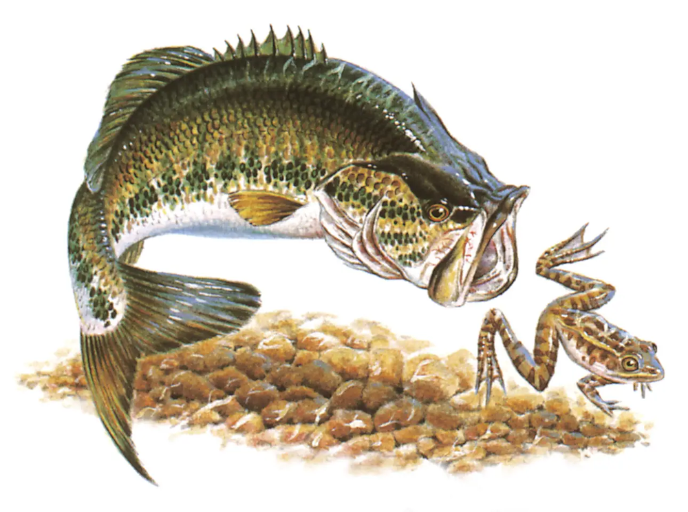 Largemouth bass swimming after a frog with a rocky river bed illustration