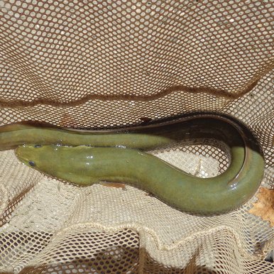 A green eel in a light tan net.