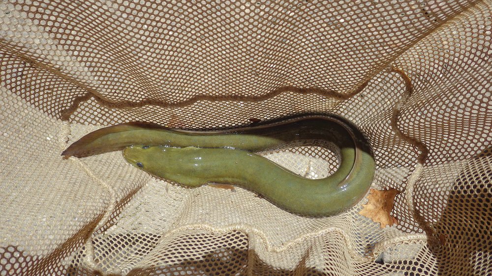 A green eel in a light tan net.