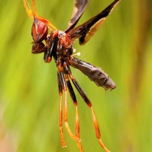 Light fly landing on leaves with a grassy background
