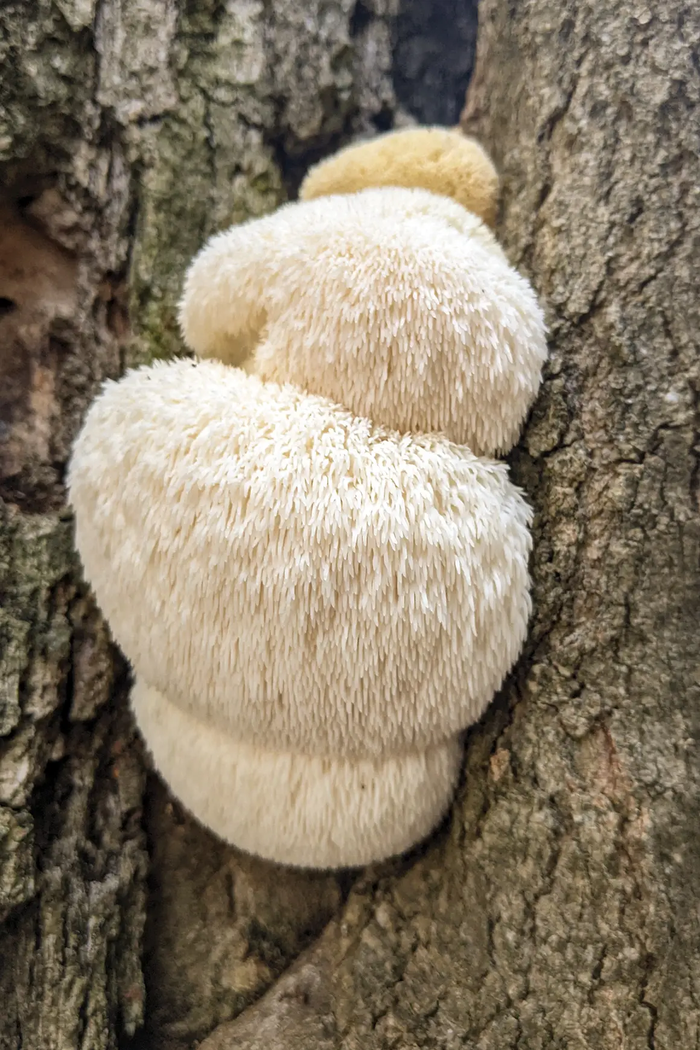 white and fuzzy Lions Mane grows on the side of a tree