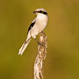 Loggerhead Shrike sitting on a branch