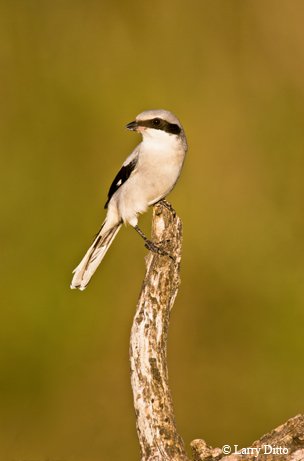 Loggerhead Shrike sitting on a branch