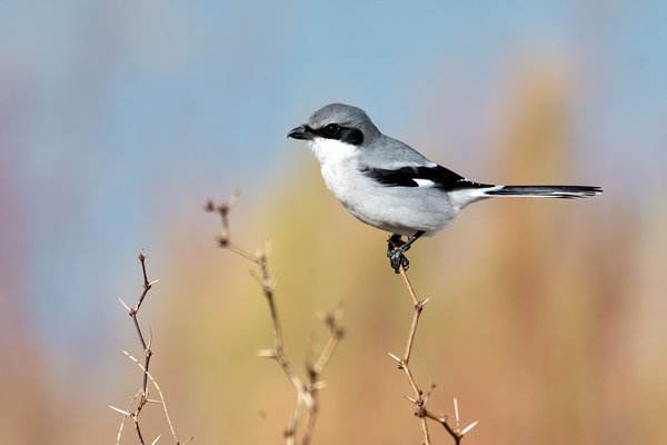 Loggerhead Shrike on a twig.