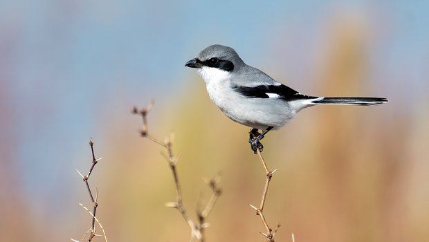 Loggerhead Shrike on a twig.