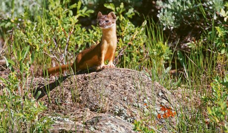 Long tailed weasel Larry Ditto_70K8618