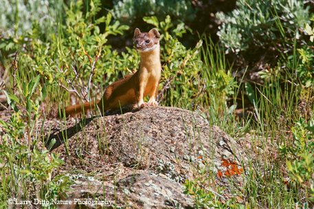 Long tailed weasel Larry Ditto_70K8618