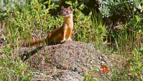 Long tailed weasel Larry Ditto_70K8618