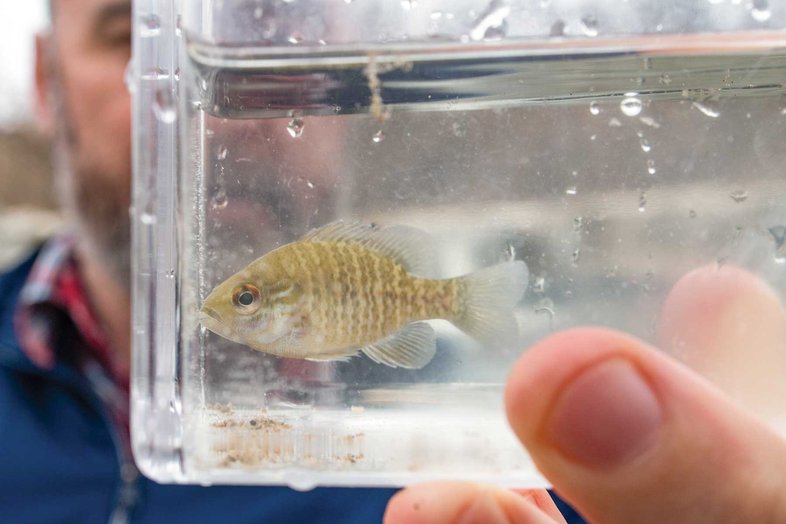 Longear sunfish in water.