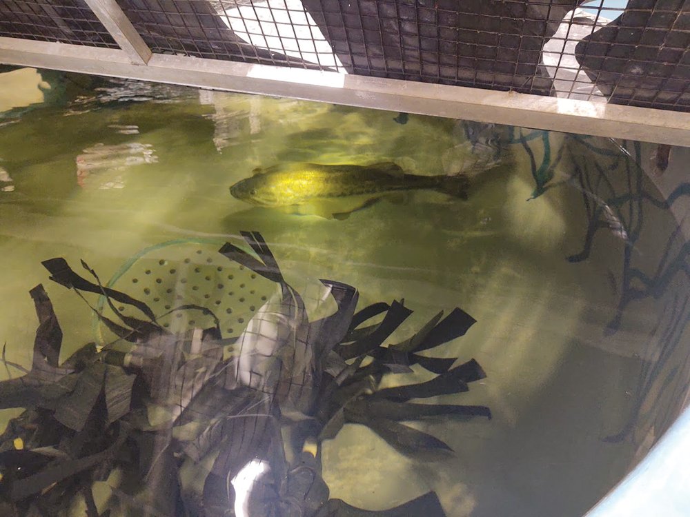 Lunker Bass in Bunker at TFFC