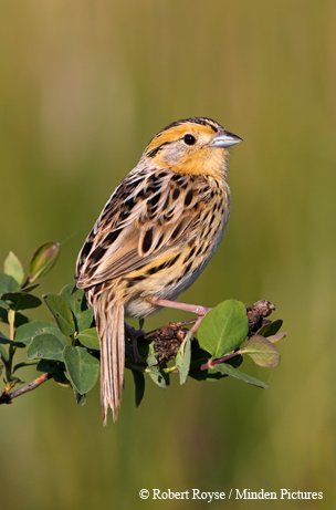 le conte’s sparrow with broad, buff eyebrow and intricate ring around the collar perched on a shrub branch