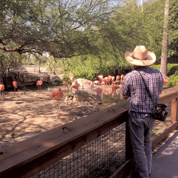 Man looking at pink falmingos at a zoo.