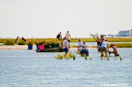Marsh Restoration after hurricane Ike