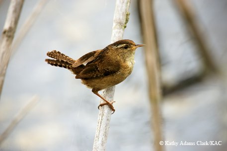 Marsh wren siting on a stem of cattail stem