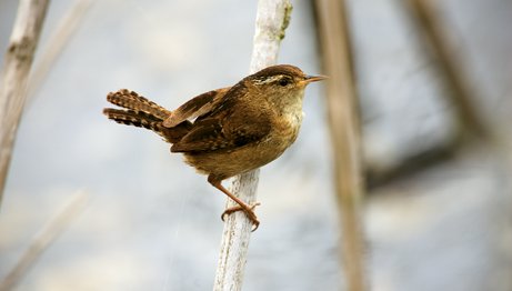 Marsh wren siting on a stem of cattail stem