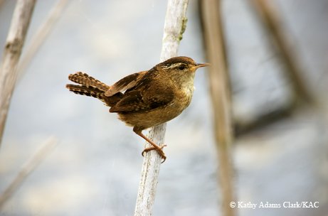 Marsh wren siting on a stem of cattail stem