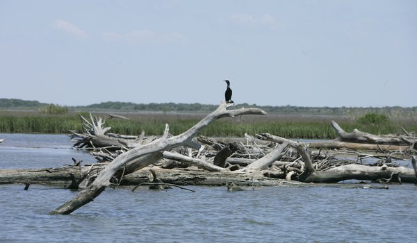 Matagorda_U8E5390-3