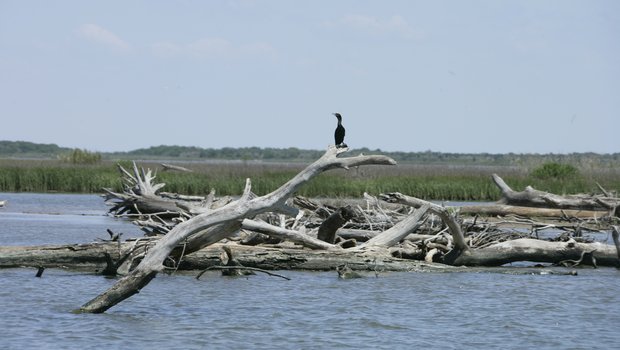 Matagorda_U8E5390-3