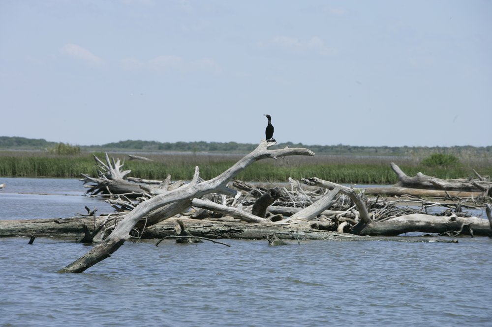 Matagorda_U8E5390-3