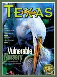 May 2010 Cover - An adult heron nuzzles a baby heron -  Title: Vulnerable Nursery