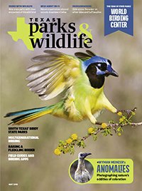 May 2016 Cover _ Picture of a Yellow bodied bird with blue head and yellow and blue tail - Title: World Birding Center