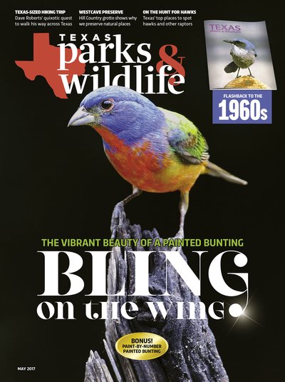 May 2017 Cover "Bling on the Wing: The Vibrant Beauty of a Painted Bunting"