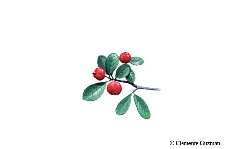 Illustration of Western Mayhaw branch with cranberry red berries