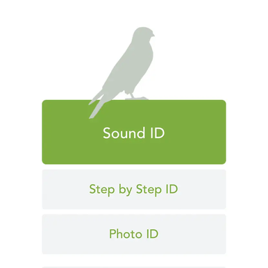 Merlin App opening screen with title The Cornell Lab Merlin with options for sound id, step by step id, Photo ID, and my sound recordings
