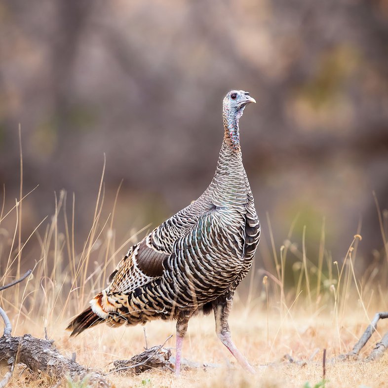 Merriam's Turkey in a feild.