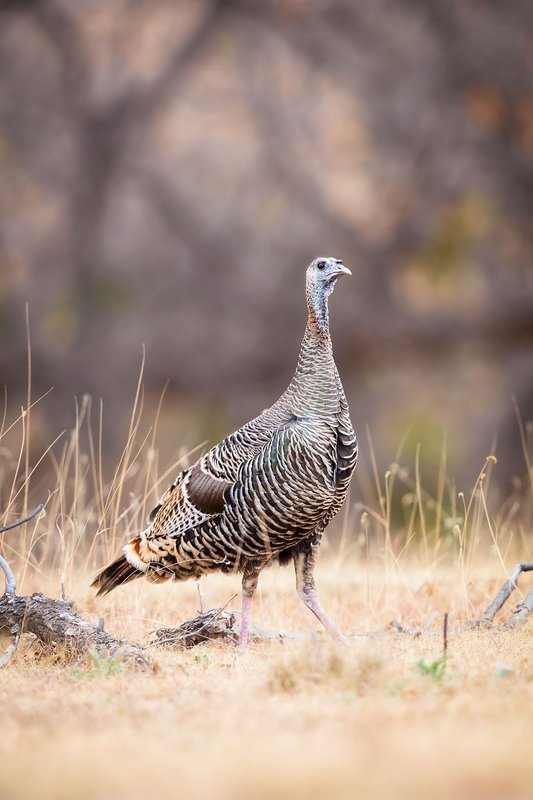 Merriam's Turkey in a feild.