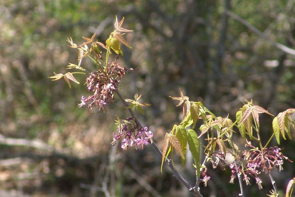 Mexican Buckeye tree with pink flowers