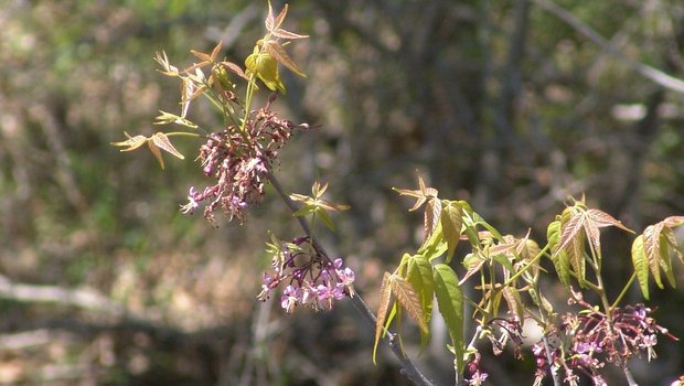 Mexican Buckeye tree with pink flowers