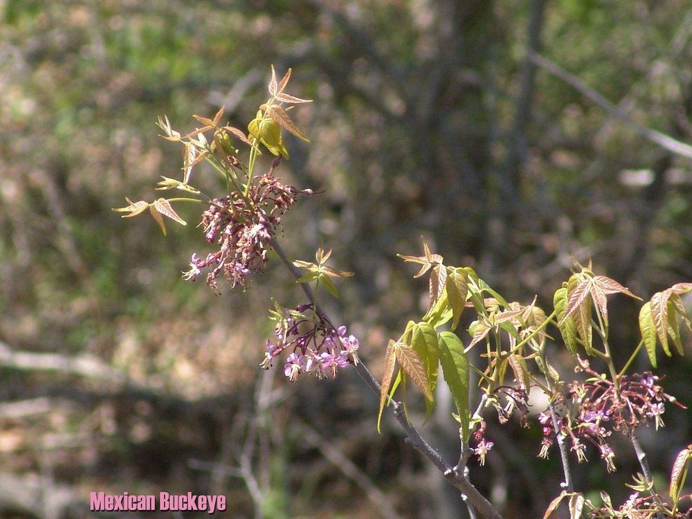 Mexican Buckeye tree with pink flowers