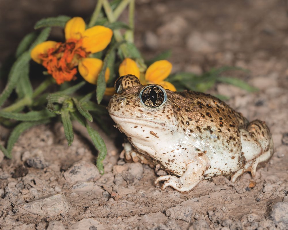 Mexican Spadefoot