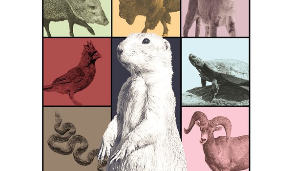 Wildlife (Texas' version) poster