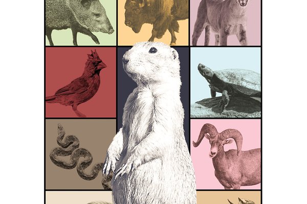 Wildlife (Texas' version) poster