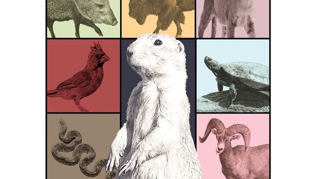 Wildlife (Texas' version) poster