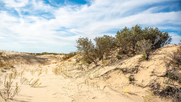 Monahans Sandhills State Park shin oaks growing from a sand dune