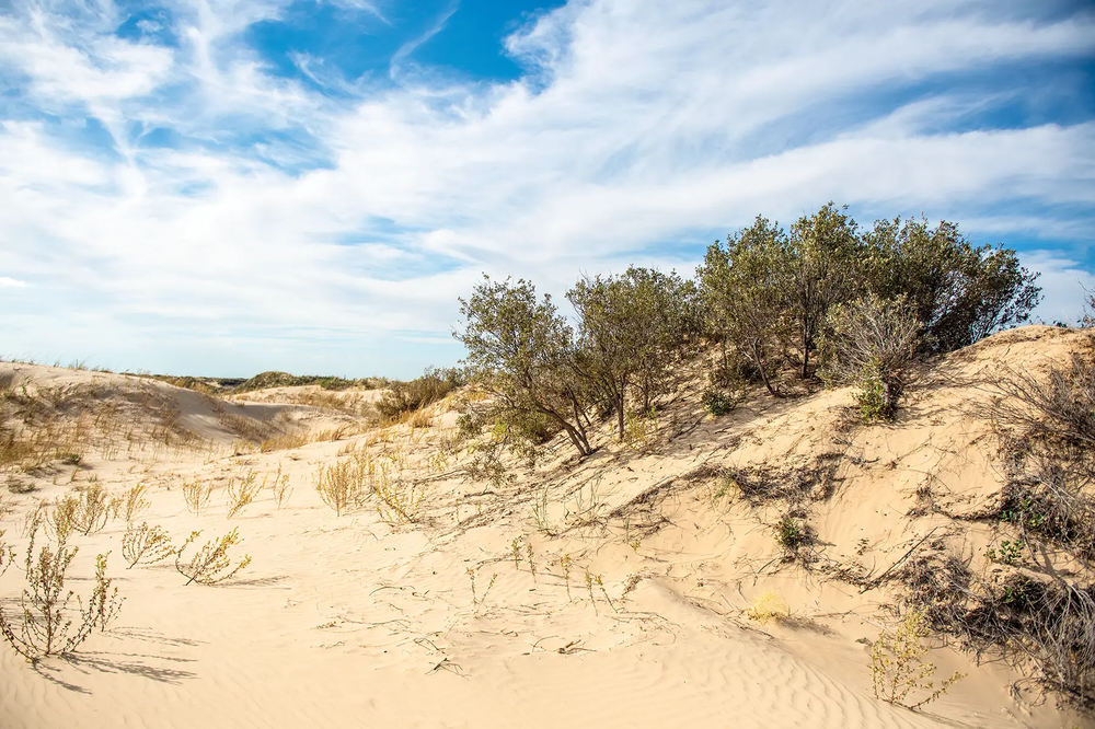 Monahans Sandhills State Park shin oaks growing from a sand dune
