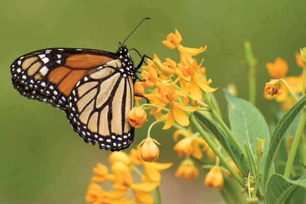 Monarch butterfly on yellow flower blooms