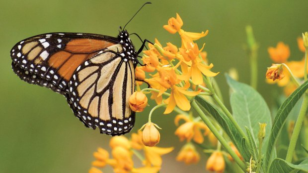 Monarch butterfly on yellow flower blooms