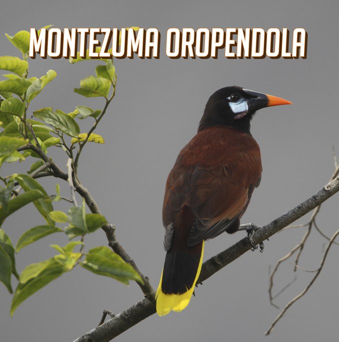 Montezuma Oropendola printed above a black headed and yellow lined tail with patches of white under the eyes a brown body and a orange beak on a branch