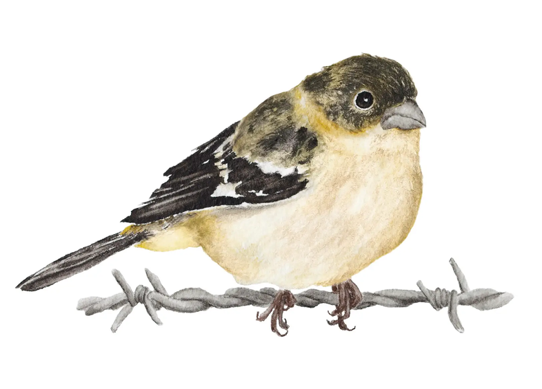 Morelet's Seadesater sitting on barbed wire illustration