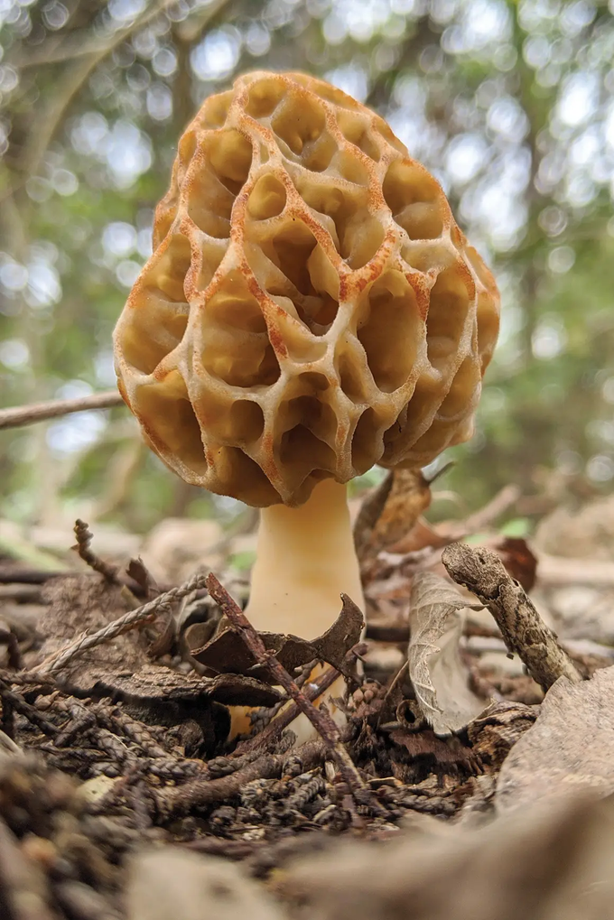 Morels mushroom with honeycomb patterned cap growing on ground in a leafy area