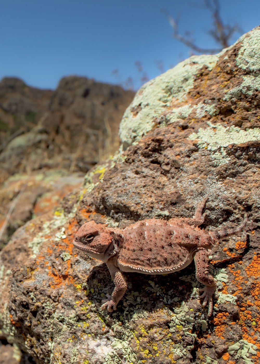 Mountain Short-horned Lizard on a rocky mountain.
