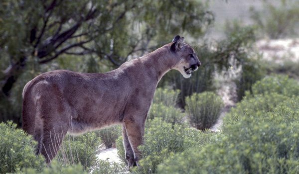 Mountain Lion looking out over rocky terrain near trees